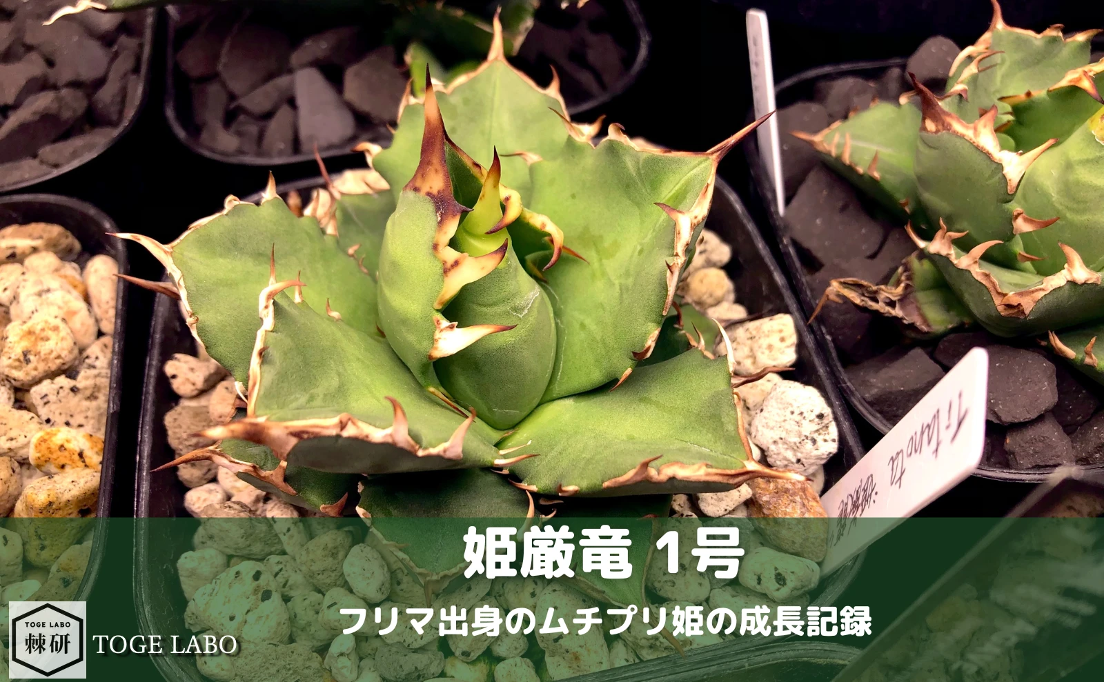 アガベ 姫厳竜｜ムチっとコンパクトで可愛い品種 | トゲラボ