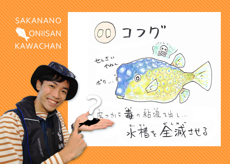 あ・い・う・え・おさかな 【ハ行】のお魚な～に？ | 知って得する