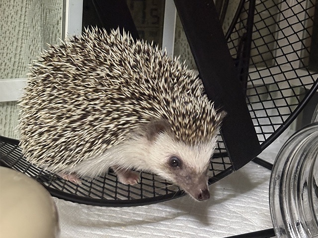 新しい家族をお迎えしました｜ハリネズミのシアンちゃん | はりねずみ