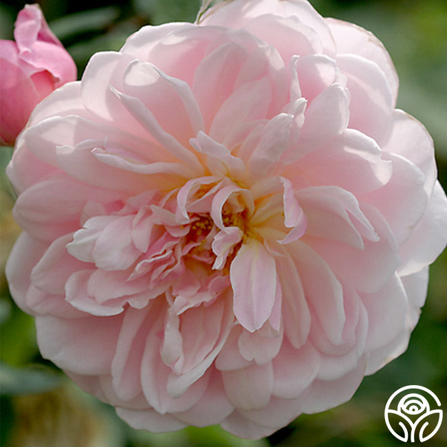 Mary Delany® | Pink David Austin Climbing Rose Bush – Heirloom Roses