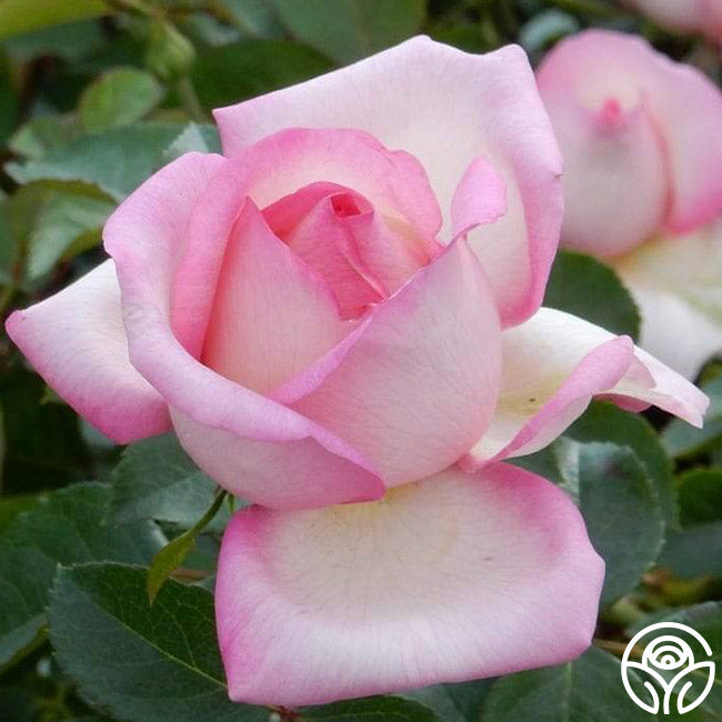 Star-Crossed Lovers™ | Pink Hybrid Tea Rose Bush – Heirloom Roses