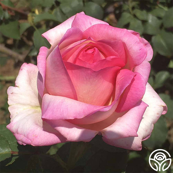 Star-Crossed Lovers™ | Pink Hybrid Tea Rose Bush – Heirloom Roses
