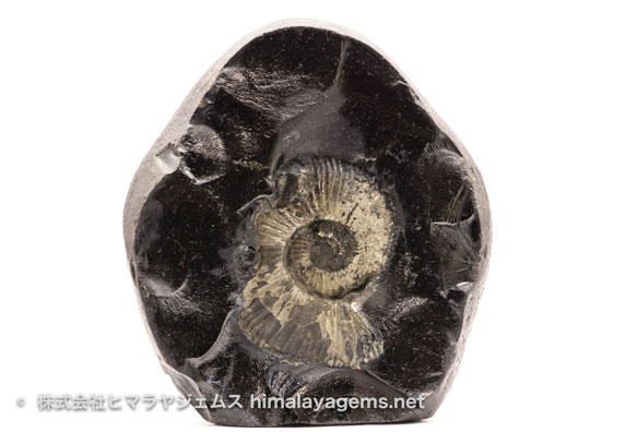 アンモナイト | 株式会社ヒマラヤジェムス
