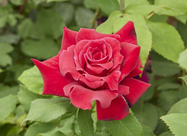 キャラミア – Cara Mia | 姫野ばら園八ヶ岳農場