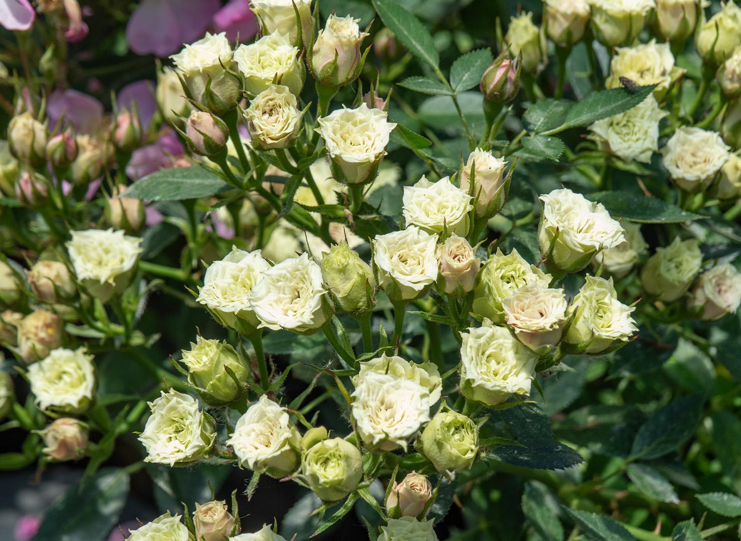 グリーン ダイヤモンド – Green Diamond | 姫野ばら園八ヶ岳農場