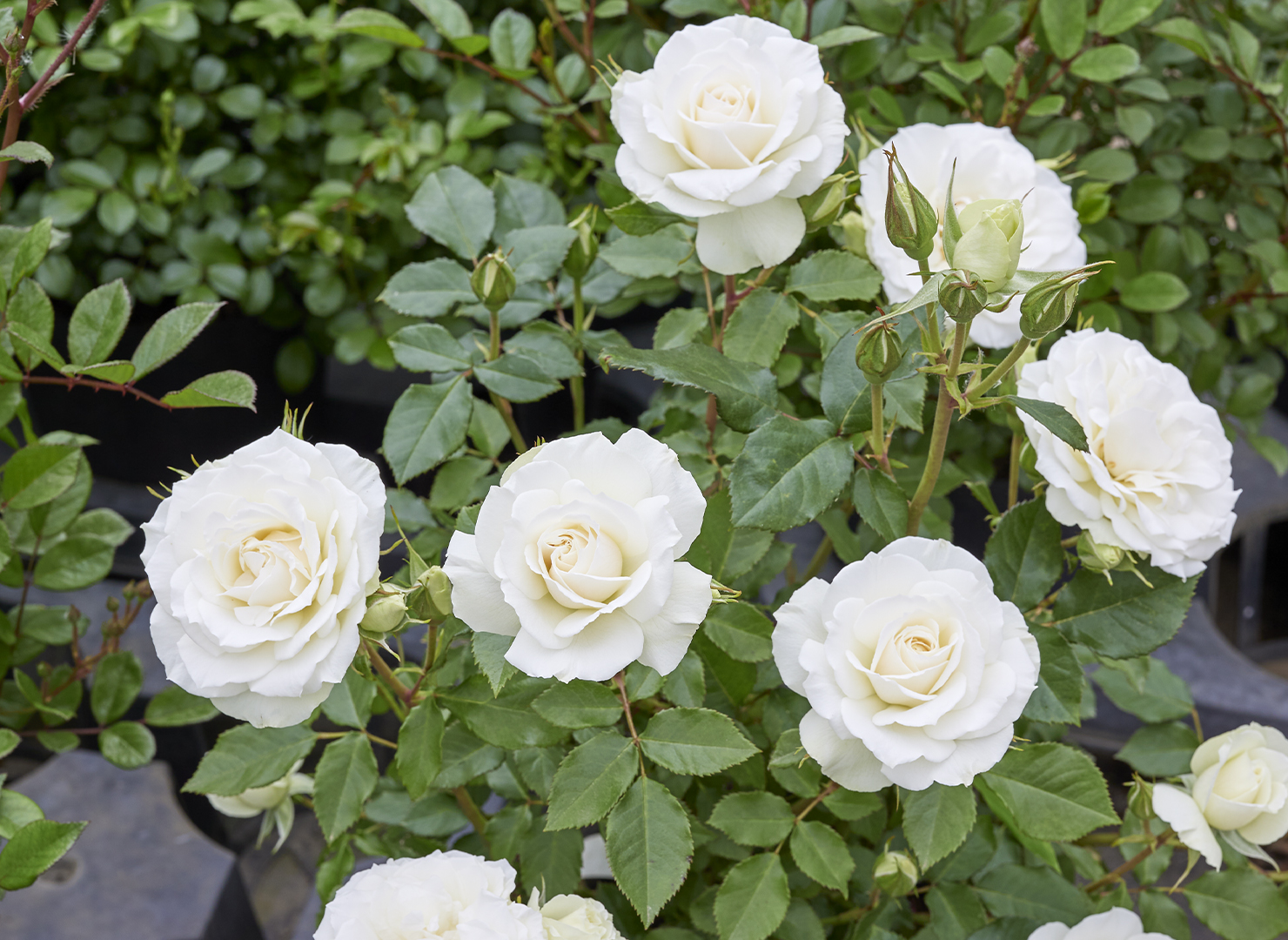 エーデルワイス – Edelweiss | 姫野ばら園八ヶ岳農場