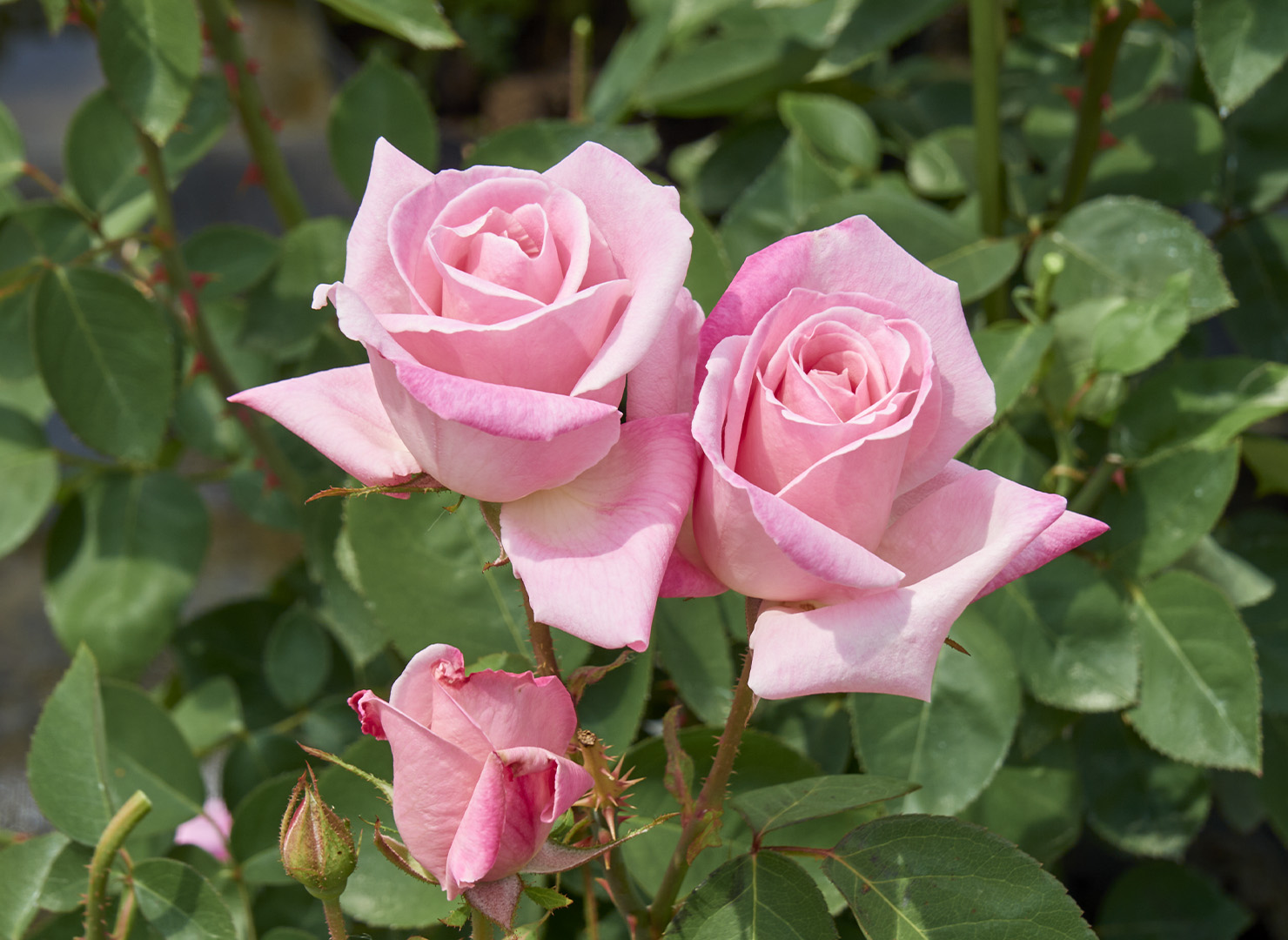 キラーニー – Killarney | 姫野ばら園八ヶ岳農場