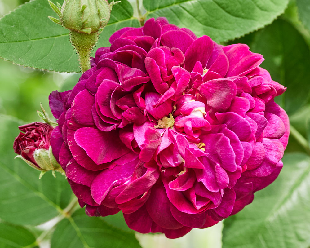 オールドローズ（ばらの系統） | 姫野ばら園八ヶ岳農場