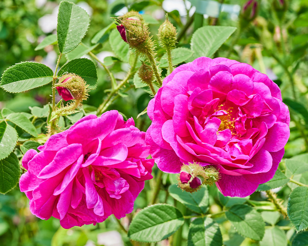 オールドローズ（ばらの系統） | 姫野ばら園八ヶ岳農場