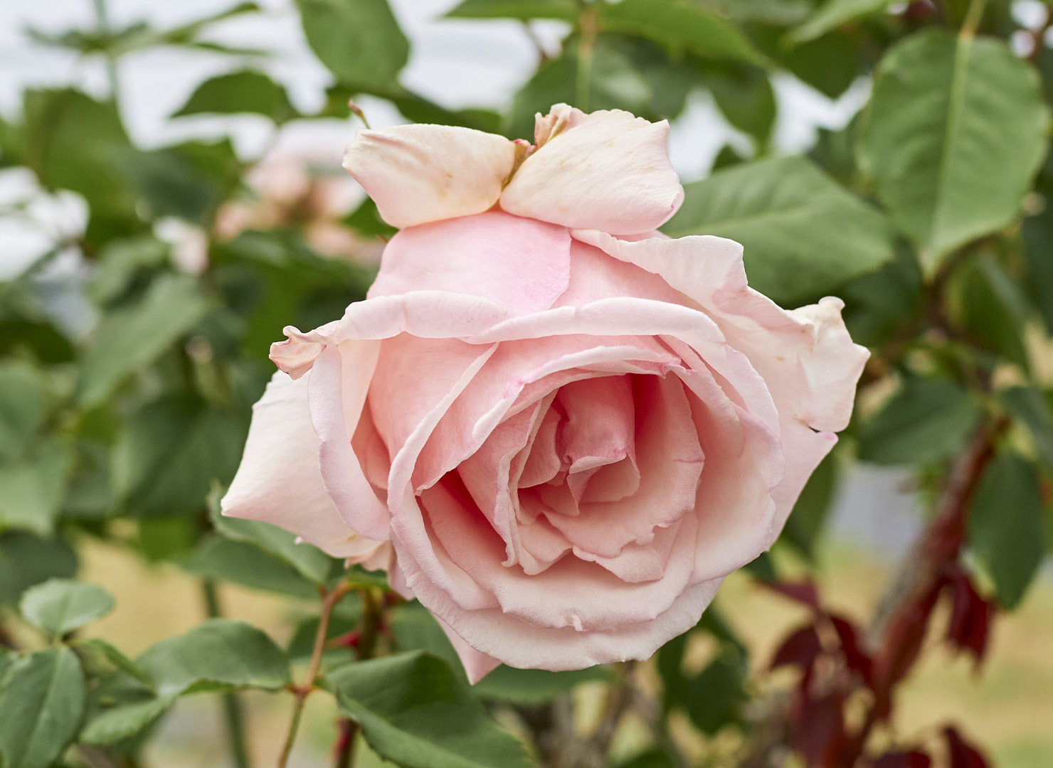 ミセス ラヴェル スウィッシャー – Mrs Lovell Swisher | 姫野ばら園