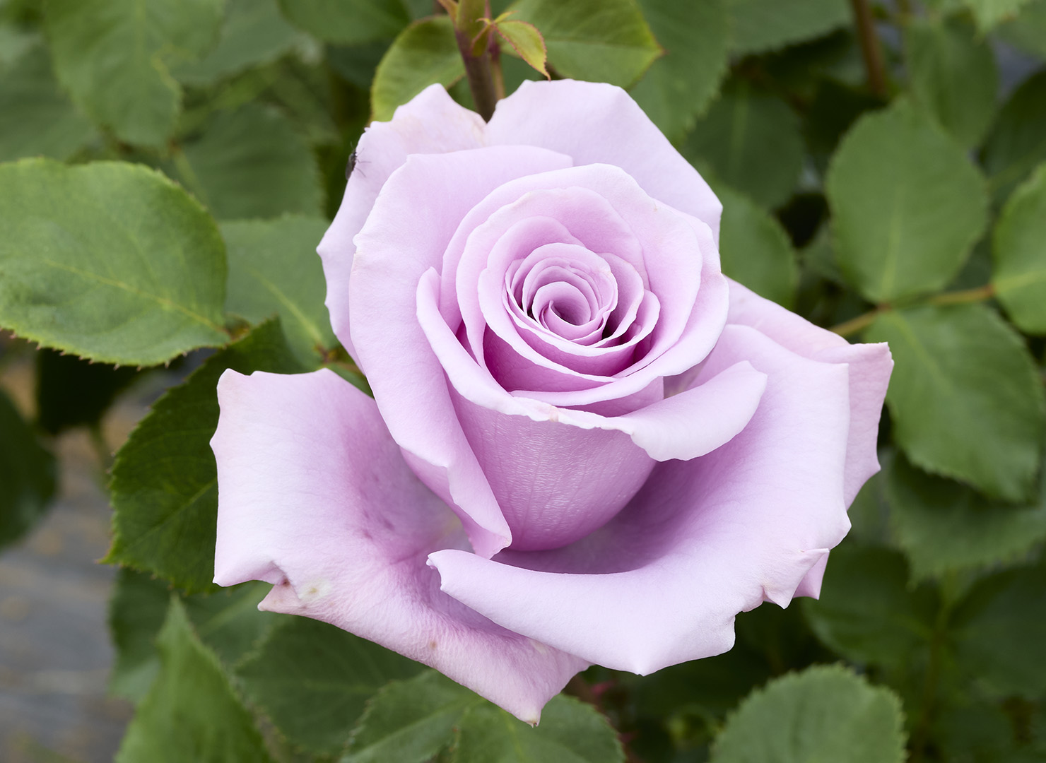 スターリング シルバー – Sterling Silver | 姫野ばら園八ヶ岳農場