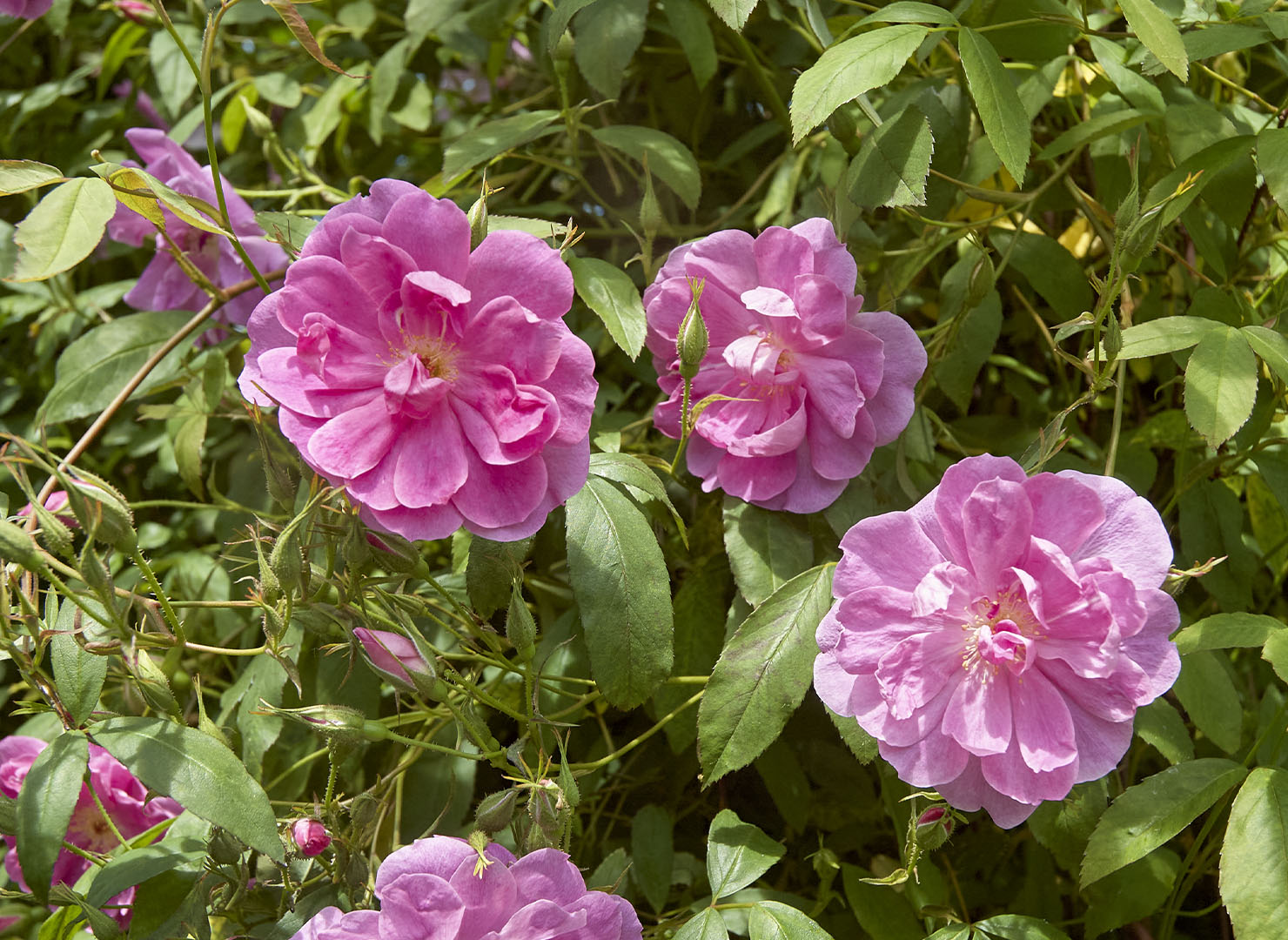 スワンプ ローズ – Swamp Rose | 姫野ばら園八ヶ岳農場