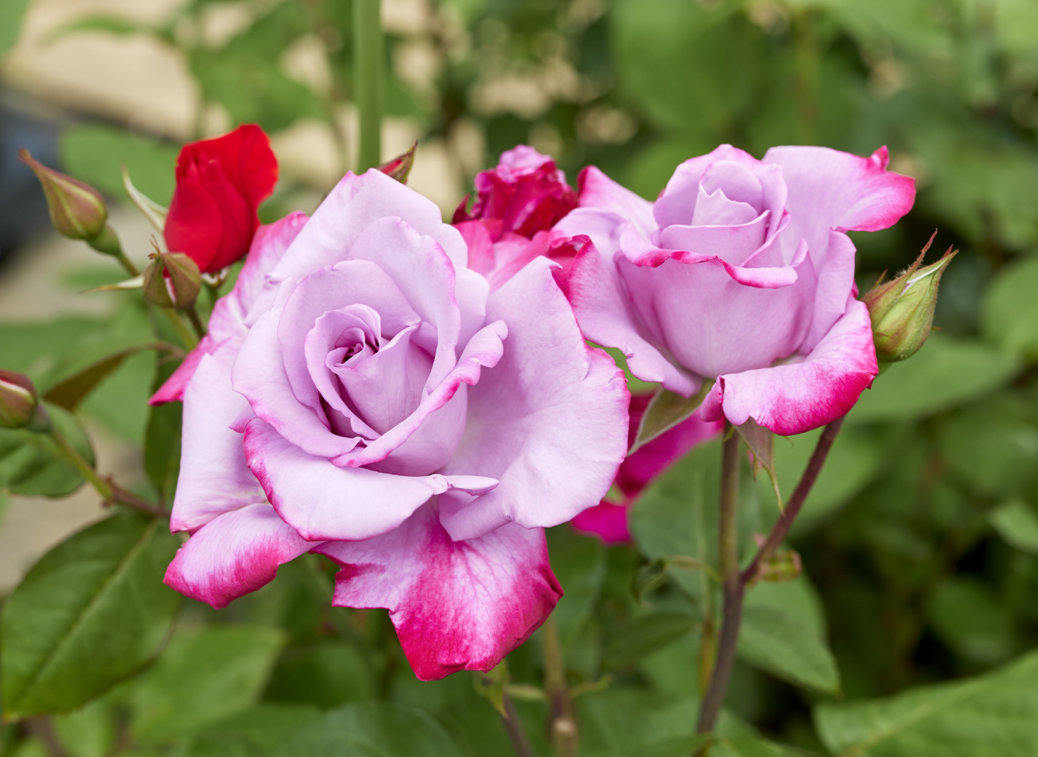 パラダイス – Paradise | 姫野ばら園八ヶ岳農場