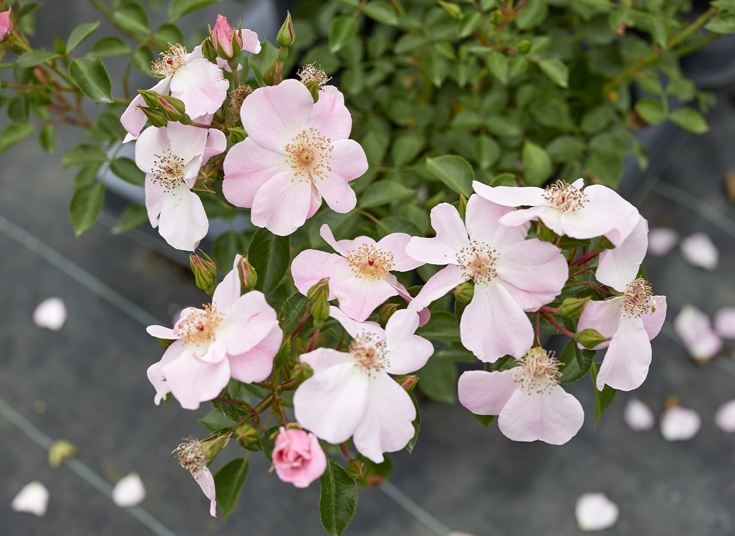 ローズ ロマンティック – Roseromantic | 姫野ばら園八ヶ岳農場