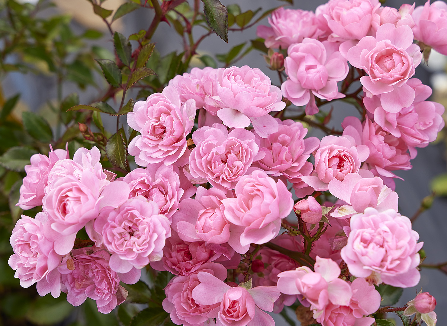 ザ フェアリー – The Fairy | 姫野ばら園八ヶ岳農場