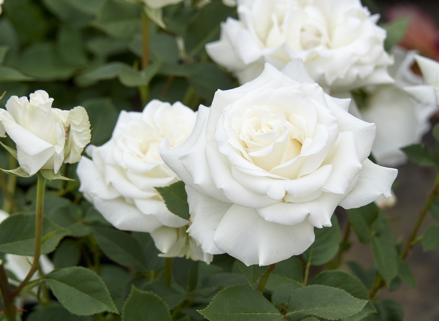 ユキサン – Yuki San | 姫野ばら園八ヶ岳農場