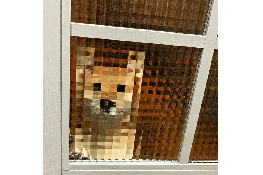 何に見える？」 モザイクガラスで変身 飼い主を虜にするお迎えに20万人