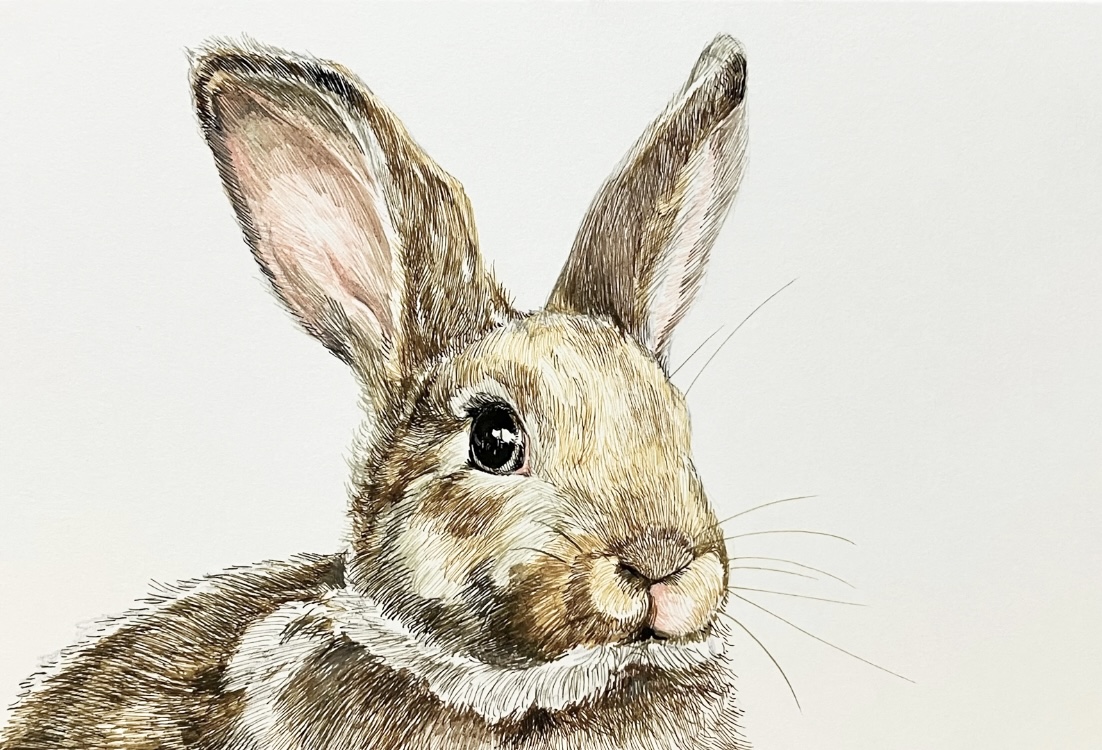 うさぎのペン画の描き方。カラーインクを使ってリアルな絵を描く
