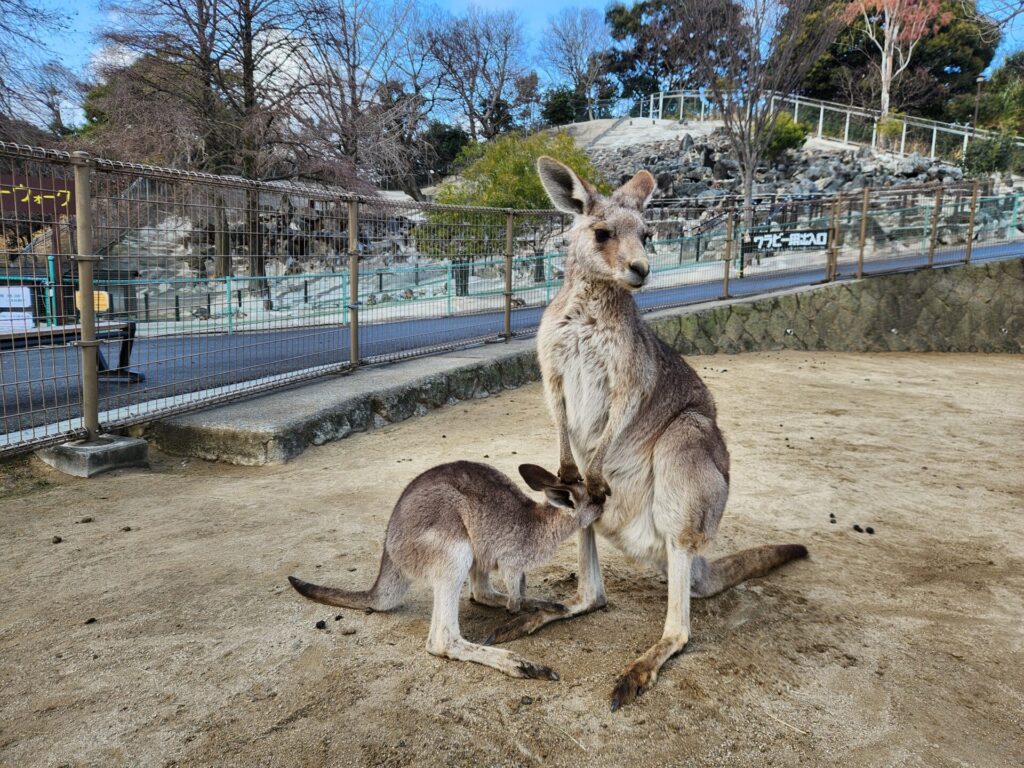 カンガルー広場に赤ちゃん誕生！3頭の赤ちゃんが見られる特別な時期