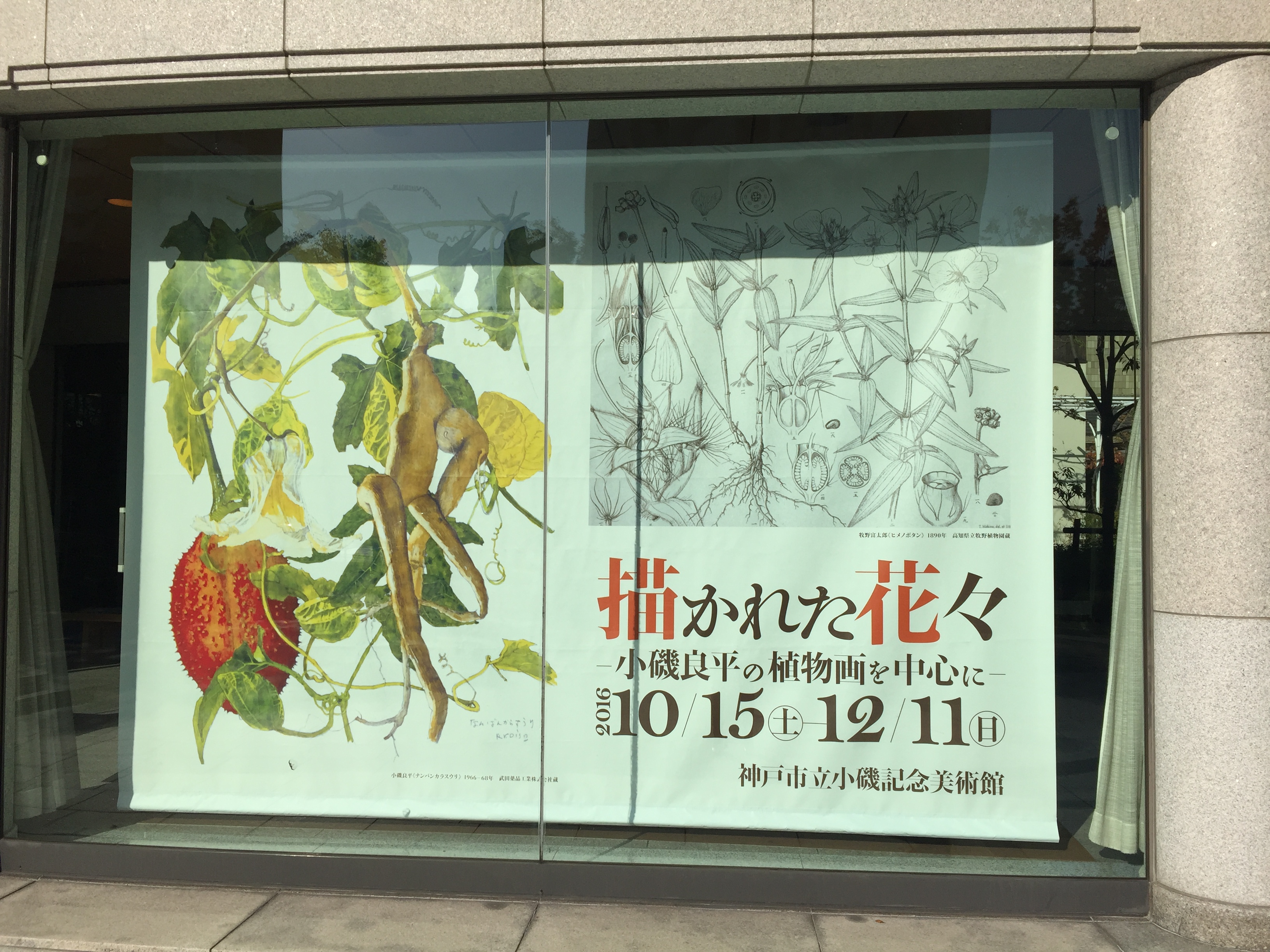 神戸市立小磯記念美術館：特別展「描かれた花々ー小磯良平の植物画を