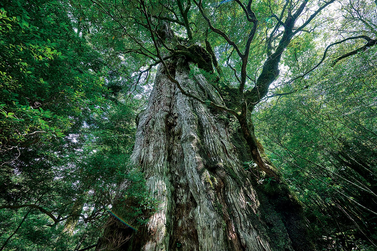 日本初の世界遺産・屋久島で大自然を堪能。おすすめ観光スポット4選