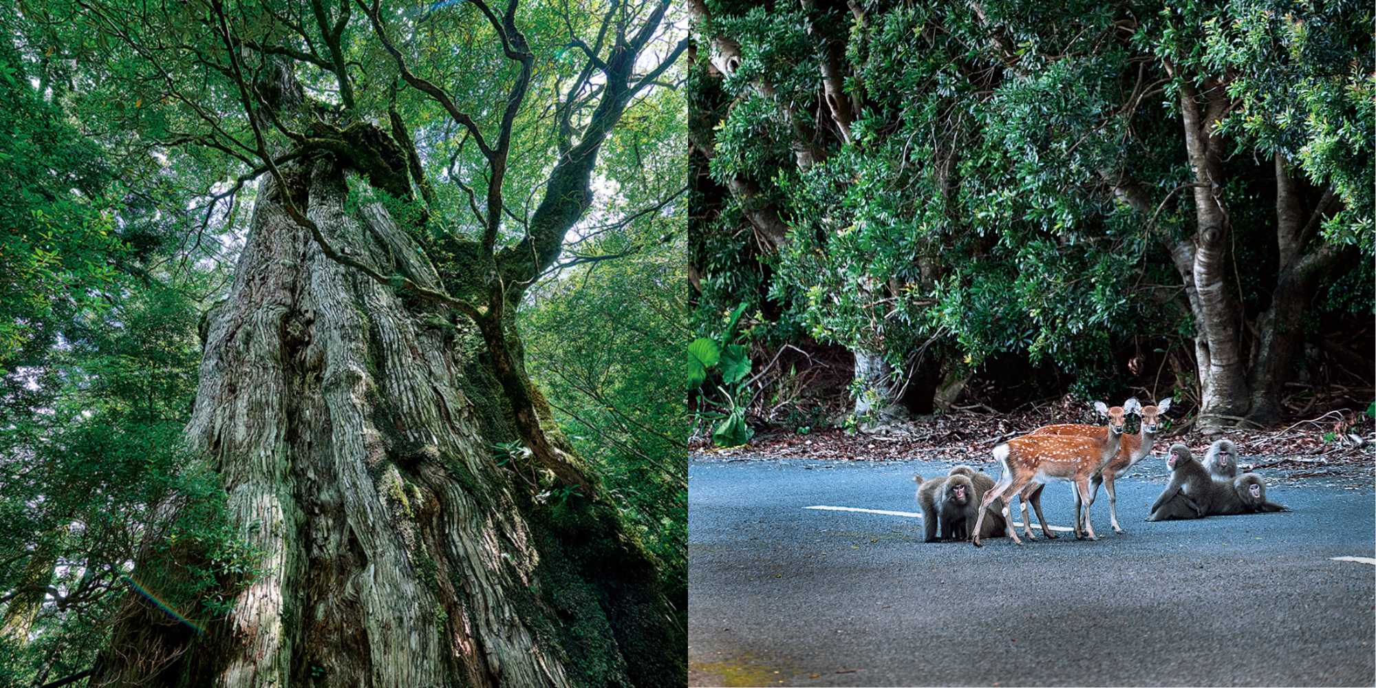 日本初の世界遺産・屋久島で大自然を堪能。おすすめ観光スポット4選