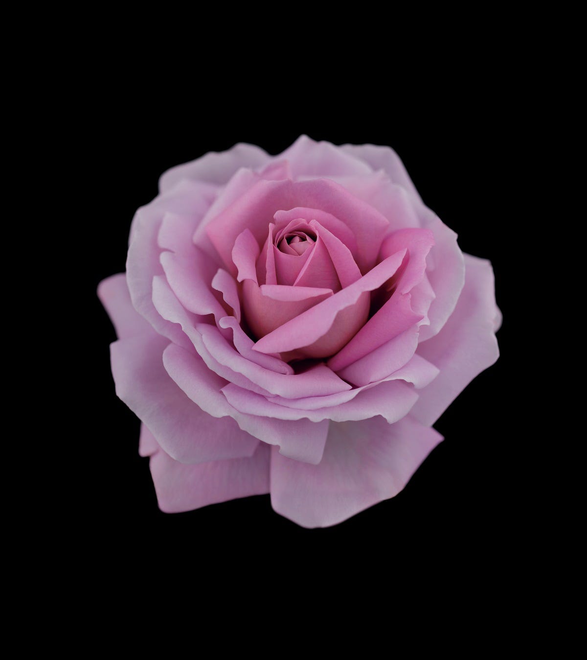 クレ・ド・ポー ボーテ」最高峰の「シナクティフ」が贅沢に進化！