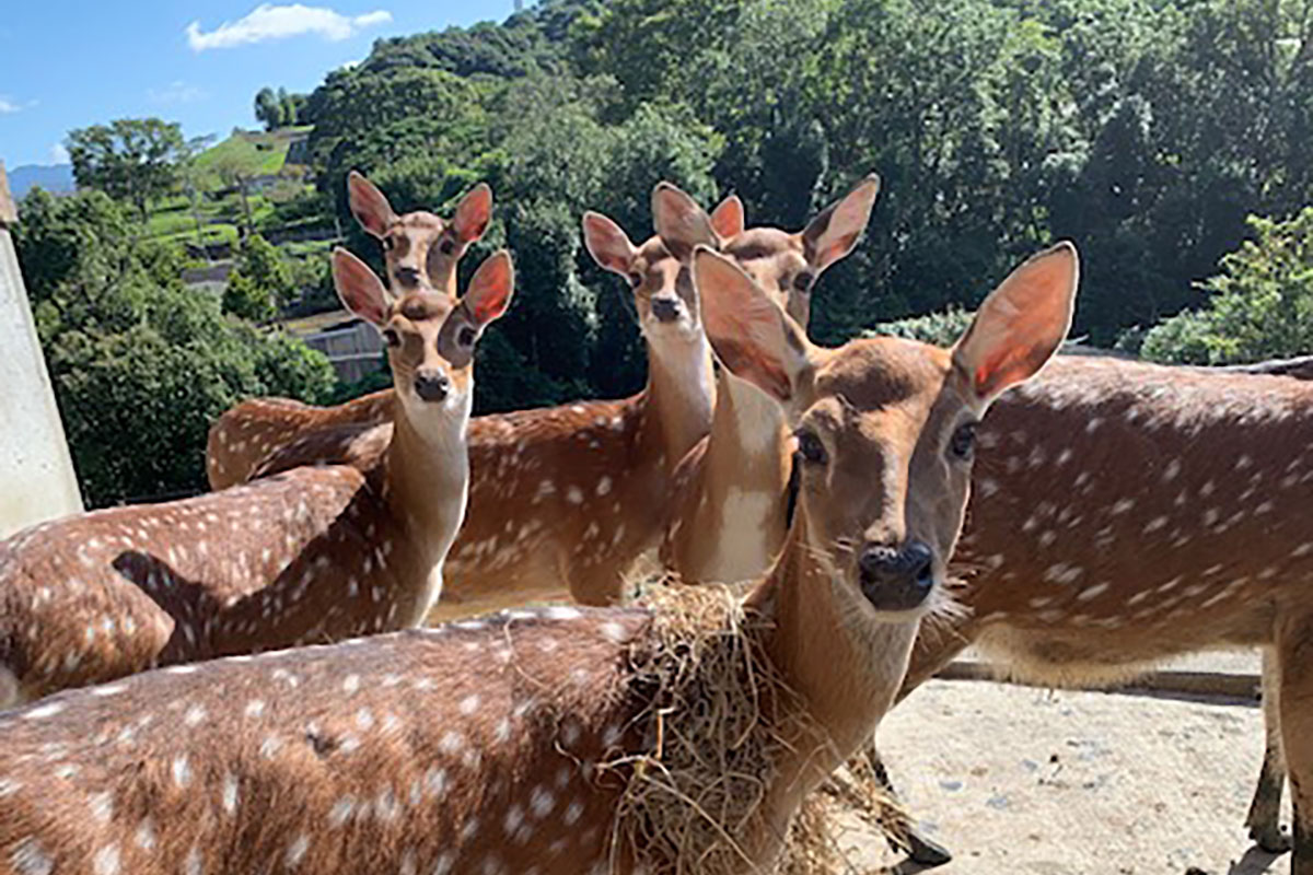 ニホンジカ（ハナジカ） - 平川動物公園公式サイト