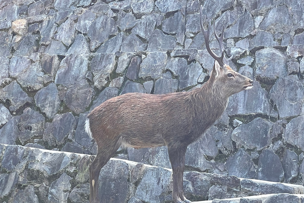 ニホンジカ(マゲシカ） - 平川動物公園公式サイト