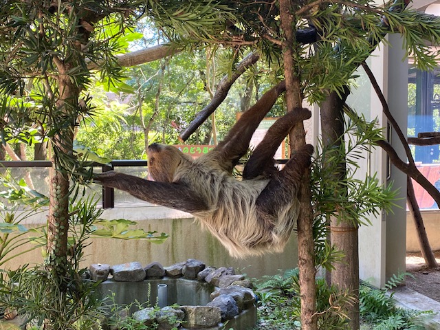 新しい仲間が加わりました！～ナマケモノ～part2 - 平川動物公園公式