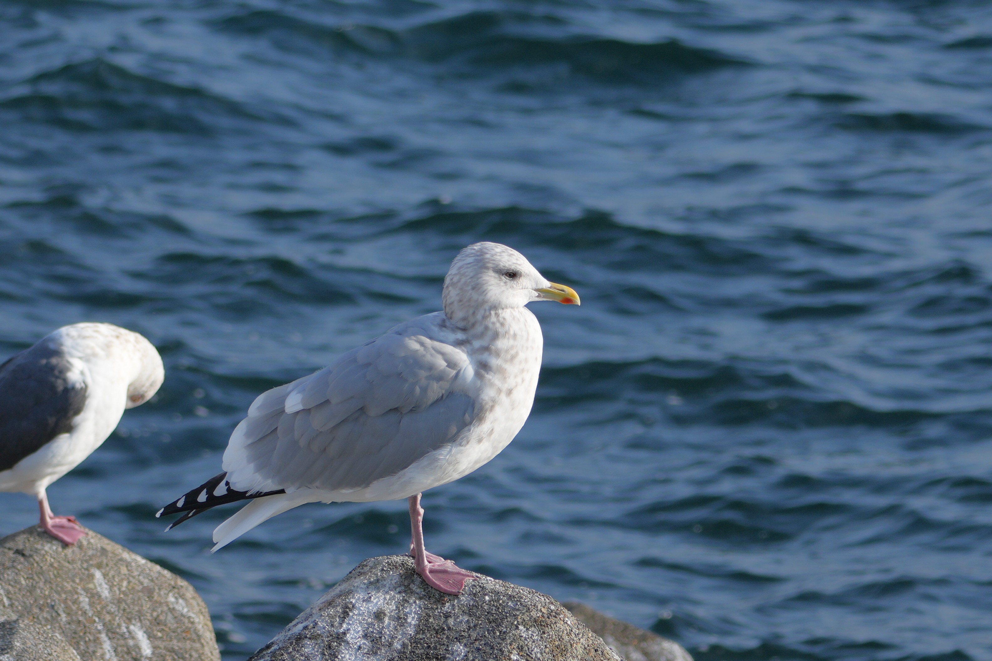 Meet the Japan's Gull species, Hokkaidō – Hiro & Noki Adventure Tours