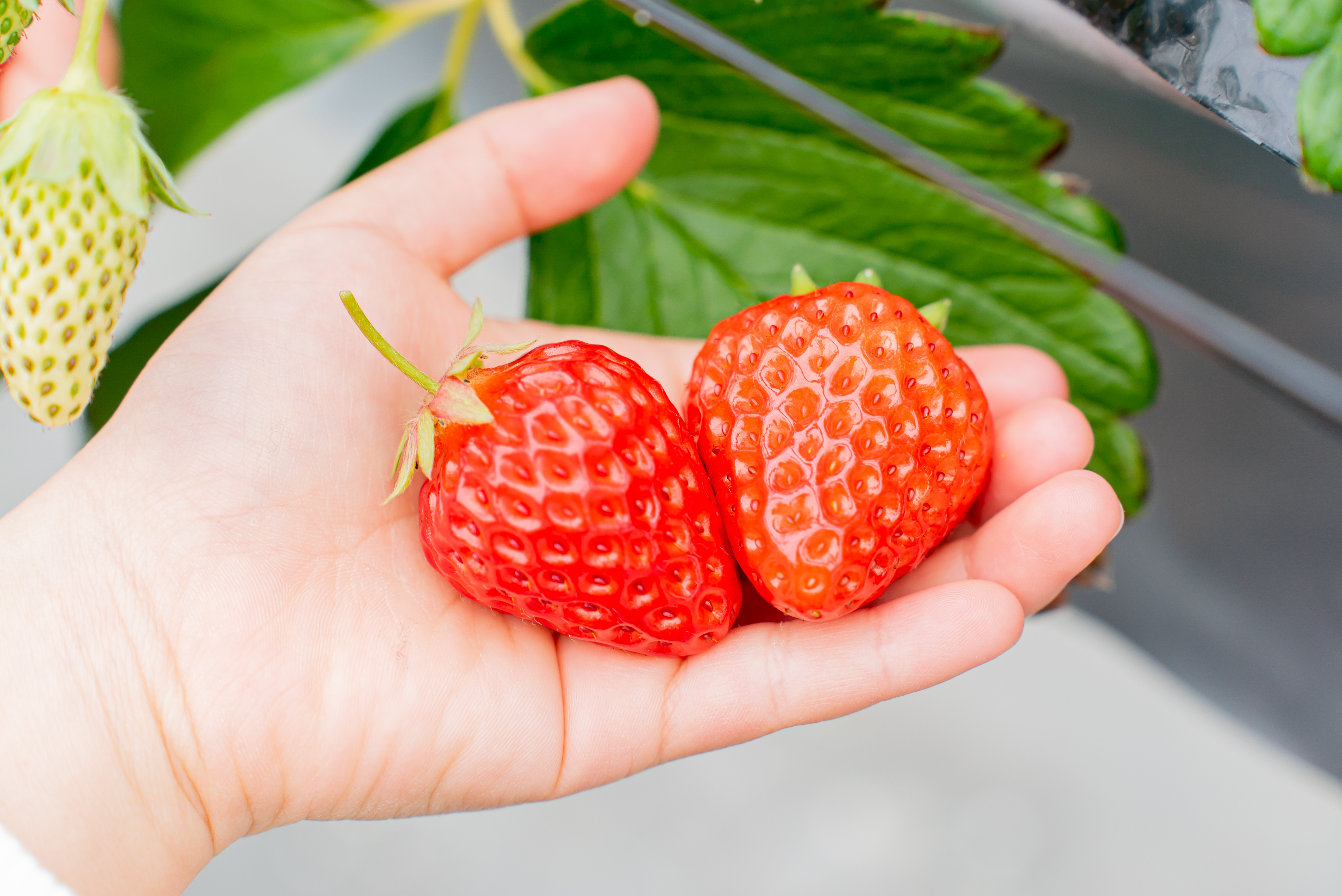 滋賀県のいちご狩り、苺購入ならひさだ苺農園