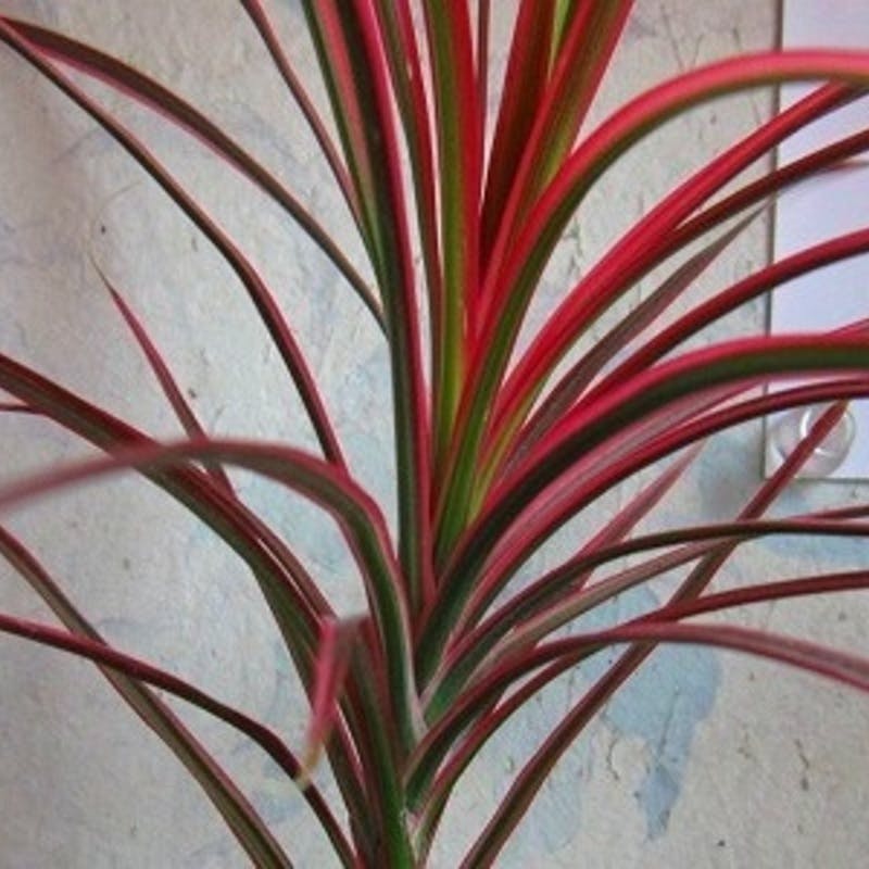 ドラセナ コンシンネ レインボーのお洒落な赤ストライプをお部屋に飾っ