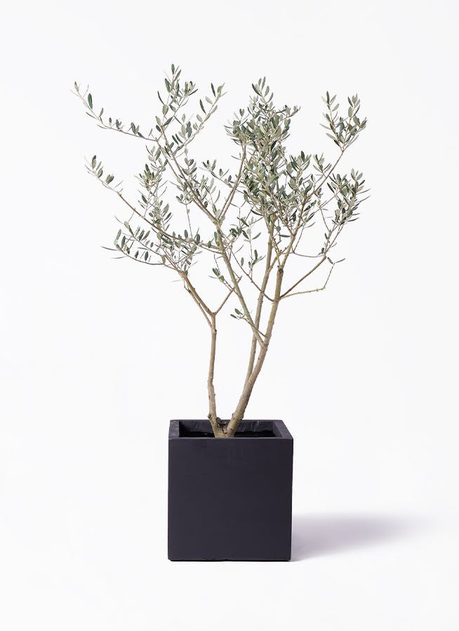 オリーブの木 マンザニロ | 観葉植物 | 送料無料でお届け - Hitohana