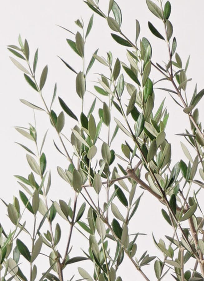 観葉植物 オリーブの木 8号 マンザニロ プラスチック鉢 / 小倉園
