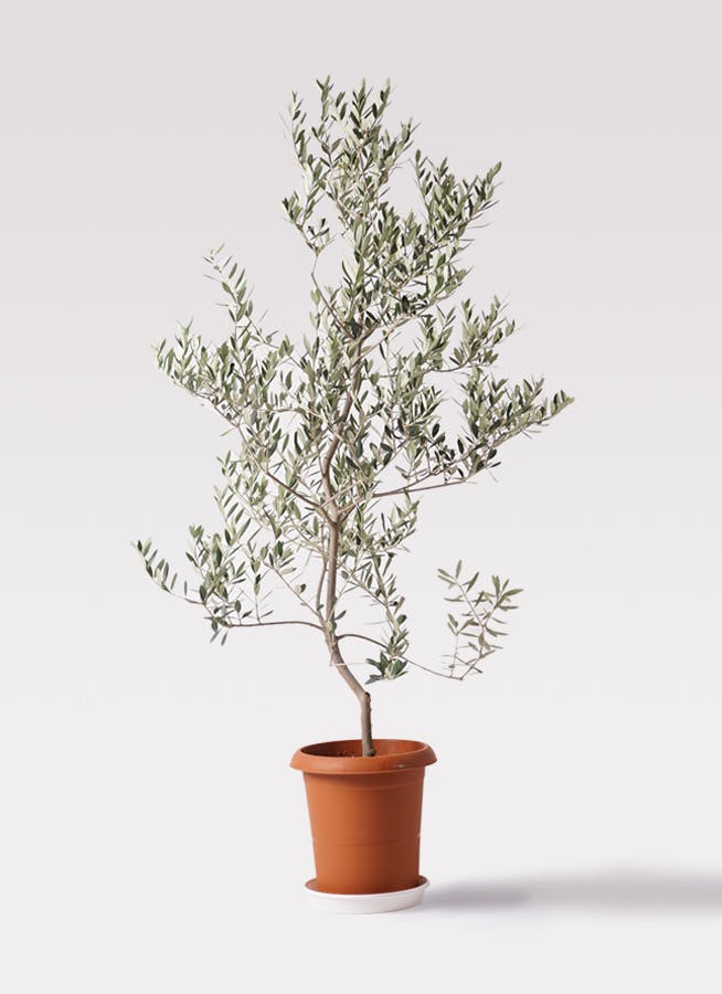 オリーブの木 レッチーノ | 観葉植物通販HitoHana(ひとはな)