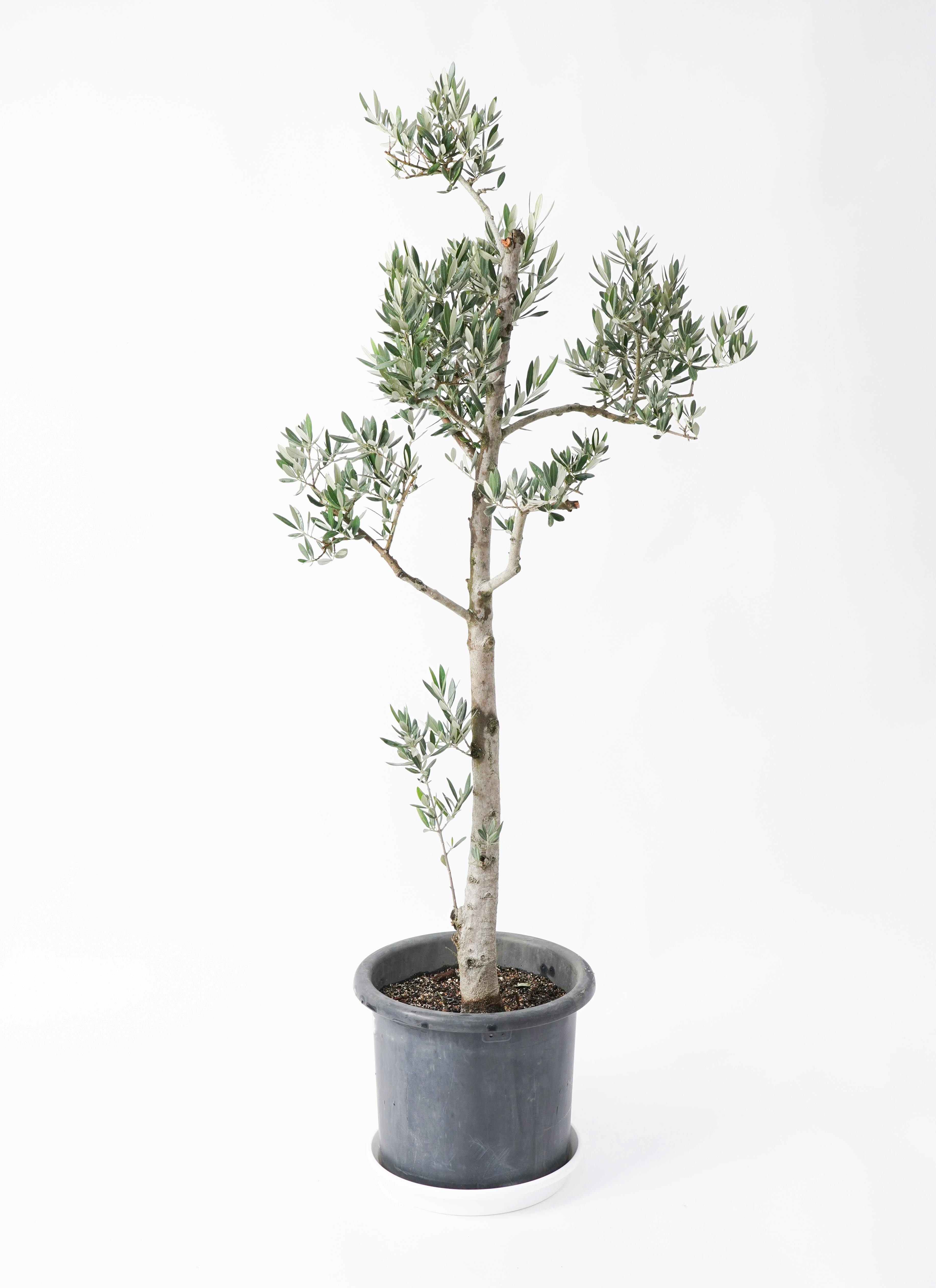 オリーブの木 ピクアル | 観葉植物 | 送料無料でお届け - Hitohana