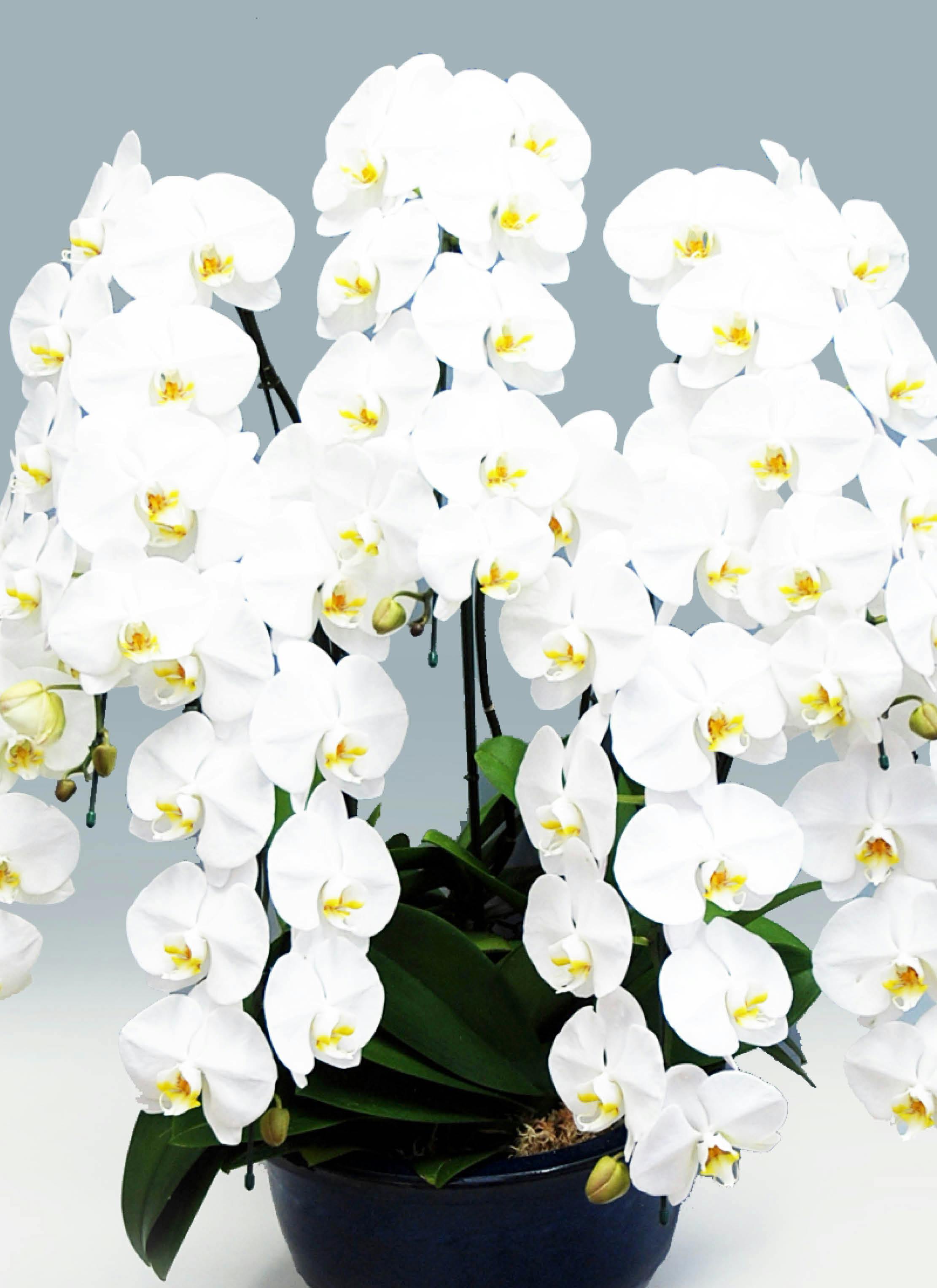 胡蝶蘭大輪 白 7本立ち 70輪〜81輪前後 | 胡蝶蘭ならHitoHana(ひとはな)