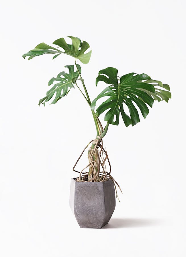モンステラ 大型 | 観葉植物通販HitoHana(ひとはな)