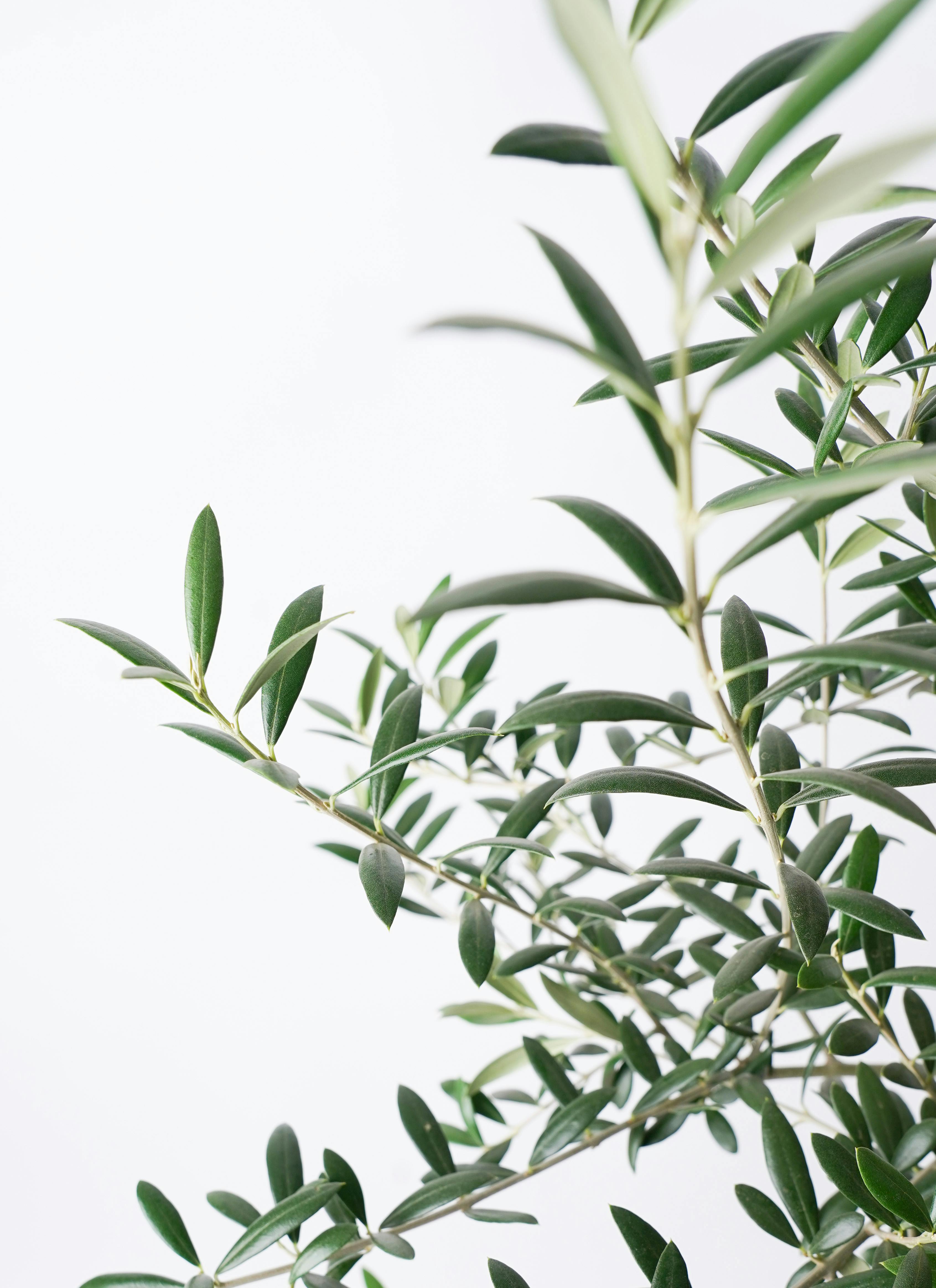 観葉植物 オリーブ 8号 ルッカ プラスチック鉢 | 観葉植物ならHitoHana