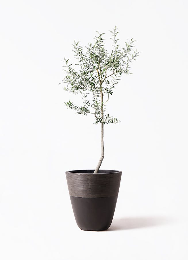 オリーブの木 ルッカ | 観葉植物 | 送料無料でお届け - Hitohana（ひと