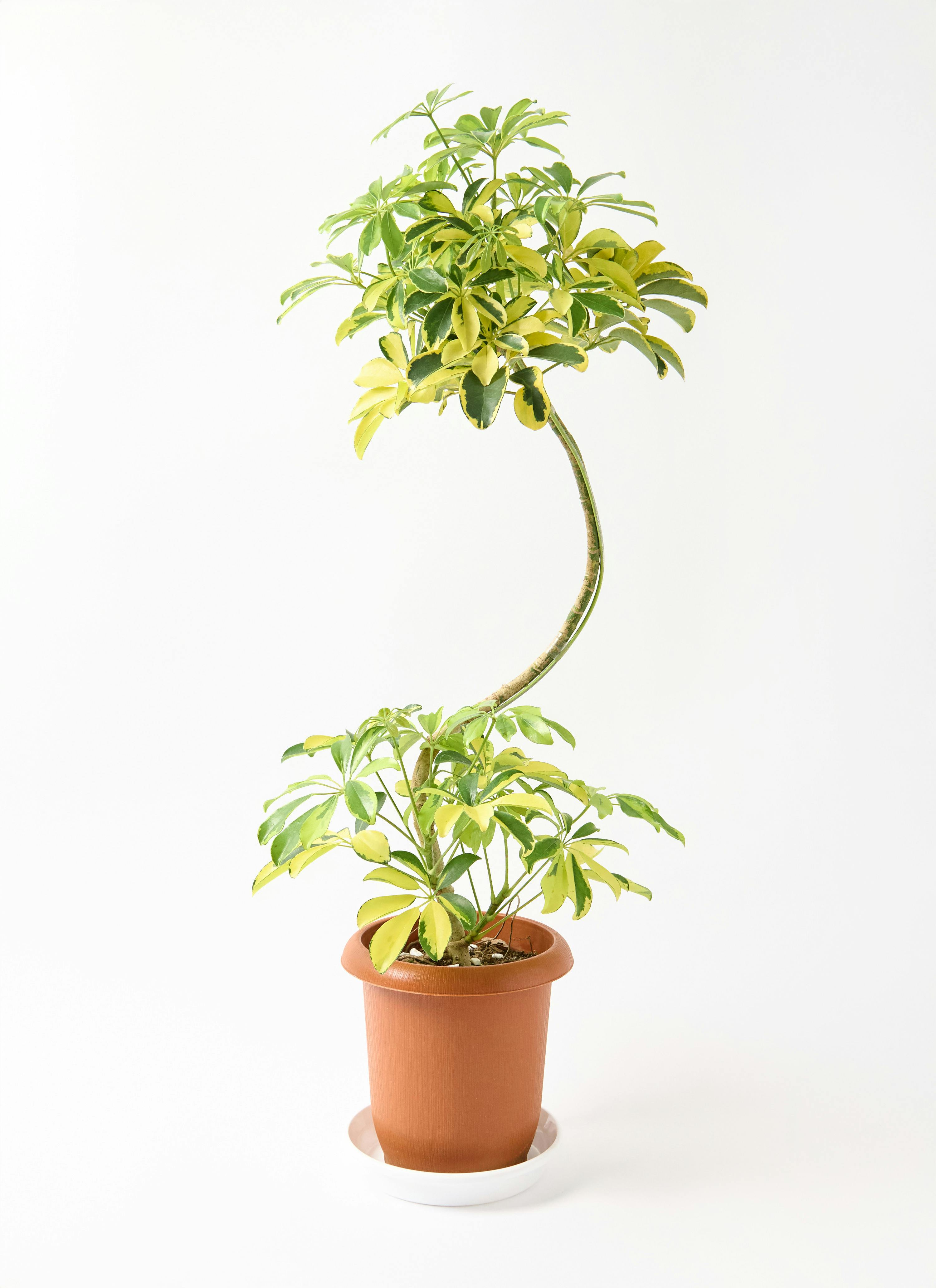 カポック（シェフレラ） 7号 | 観葉植物の通販ならHitoHana（ひとはな）