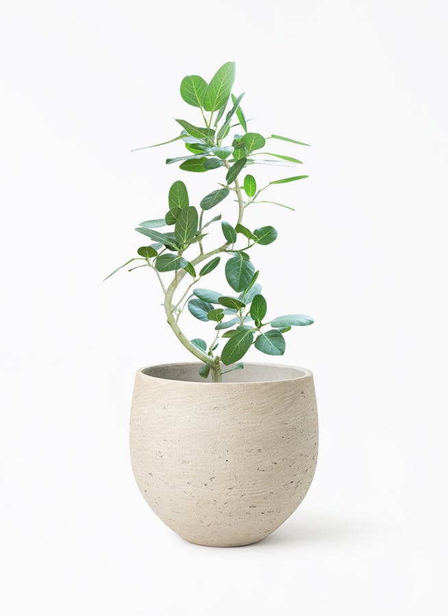 フィカス ベンガレンシス 8号 | 観葉植物通販 Hitohana（ひとはな）
