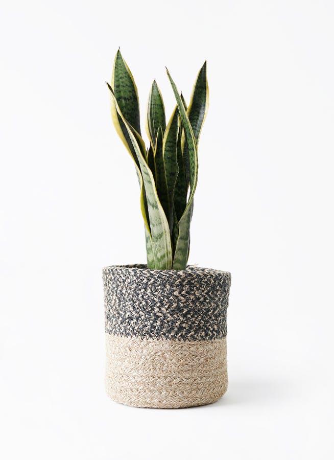 サンスベリア 6号 | 観葉植物 | インテリアやギフトに - Hitohana