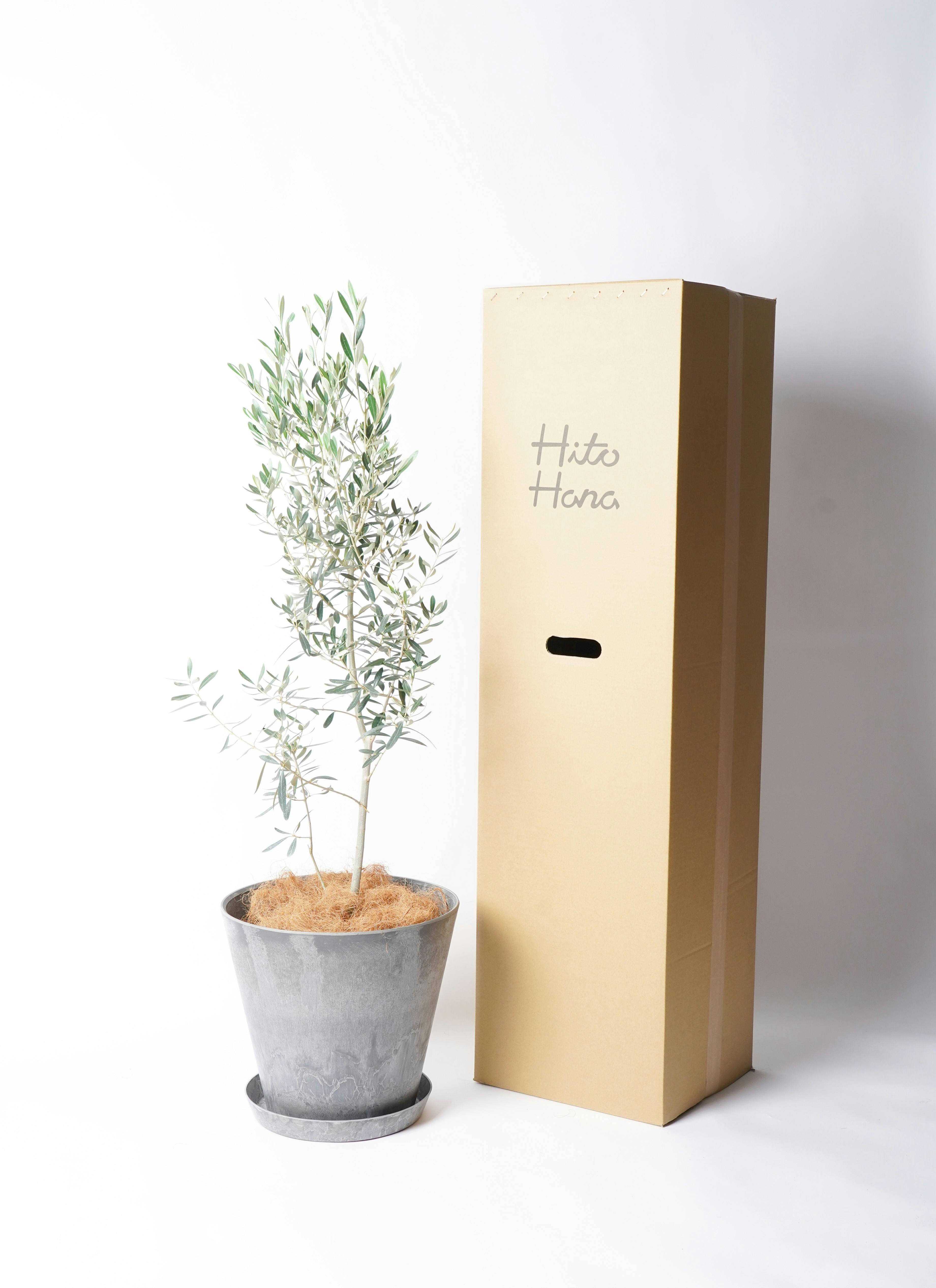 観葉植物 オリーブ 【お祝いにおすすめ】 チプレッシーノ 8号 アート