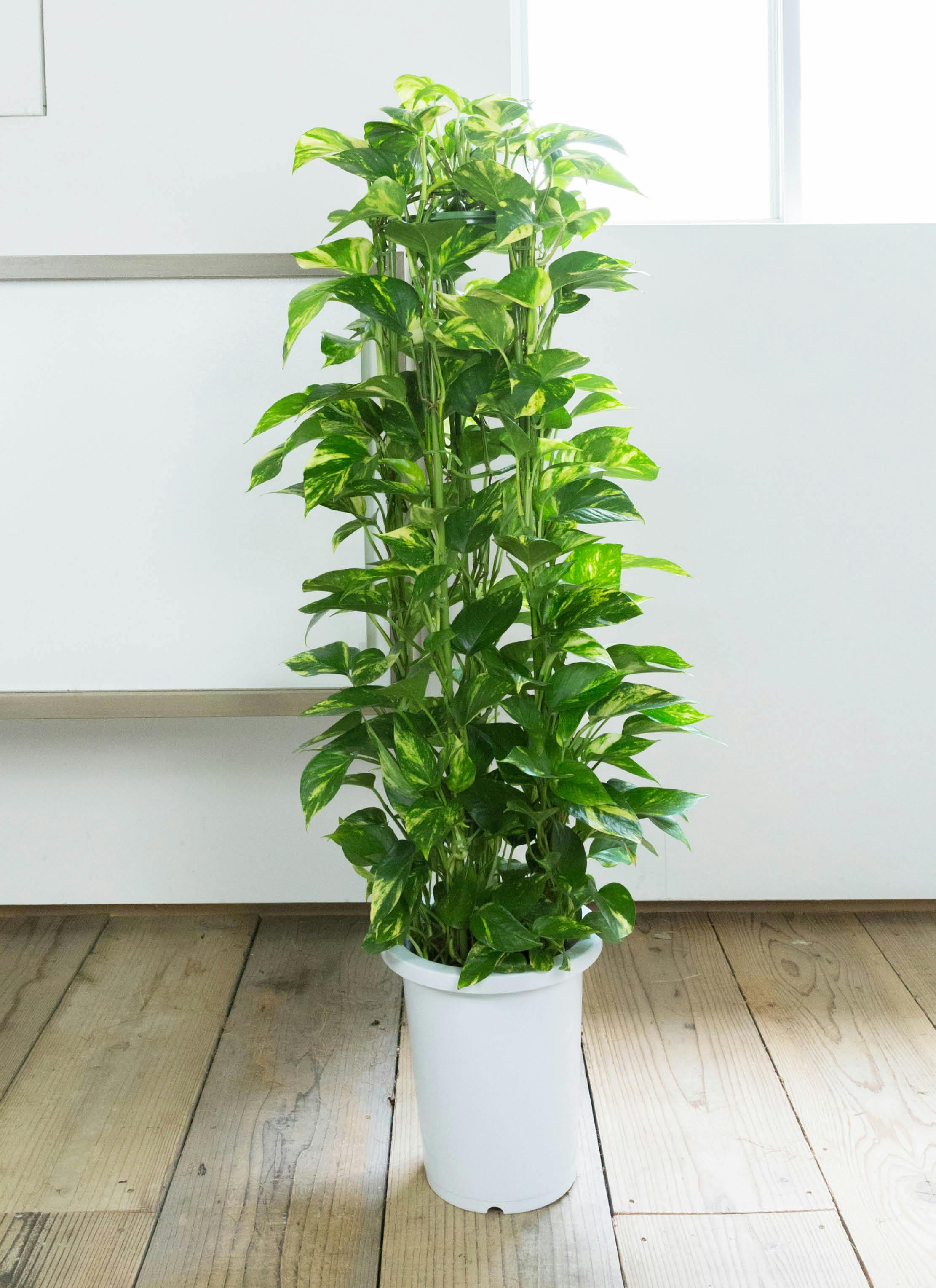 観葉植物 ポトス 8号 プラスチック鉢 | 観葉植物ならHitoHana(ひとはな)