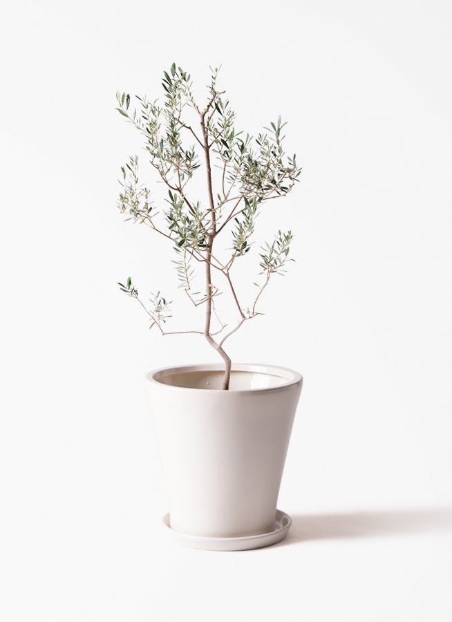 小倉園のオリーブ バロウニ | 観葉植物ならHitoHana（ひとはな）