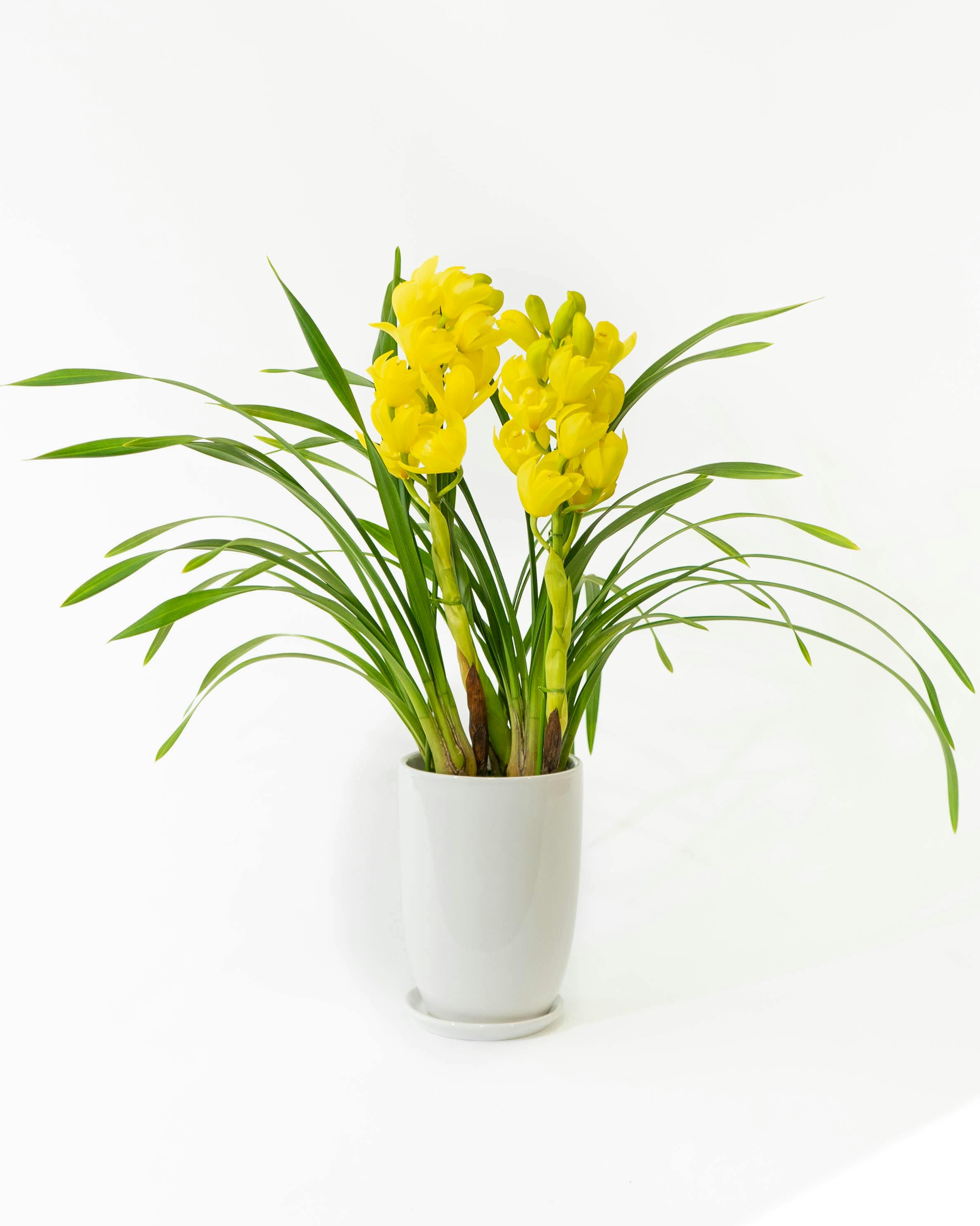 ds-ishida-cymbidium-yellow-