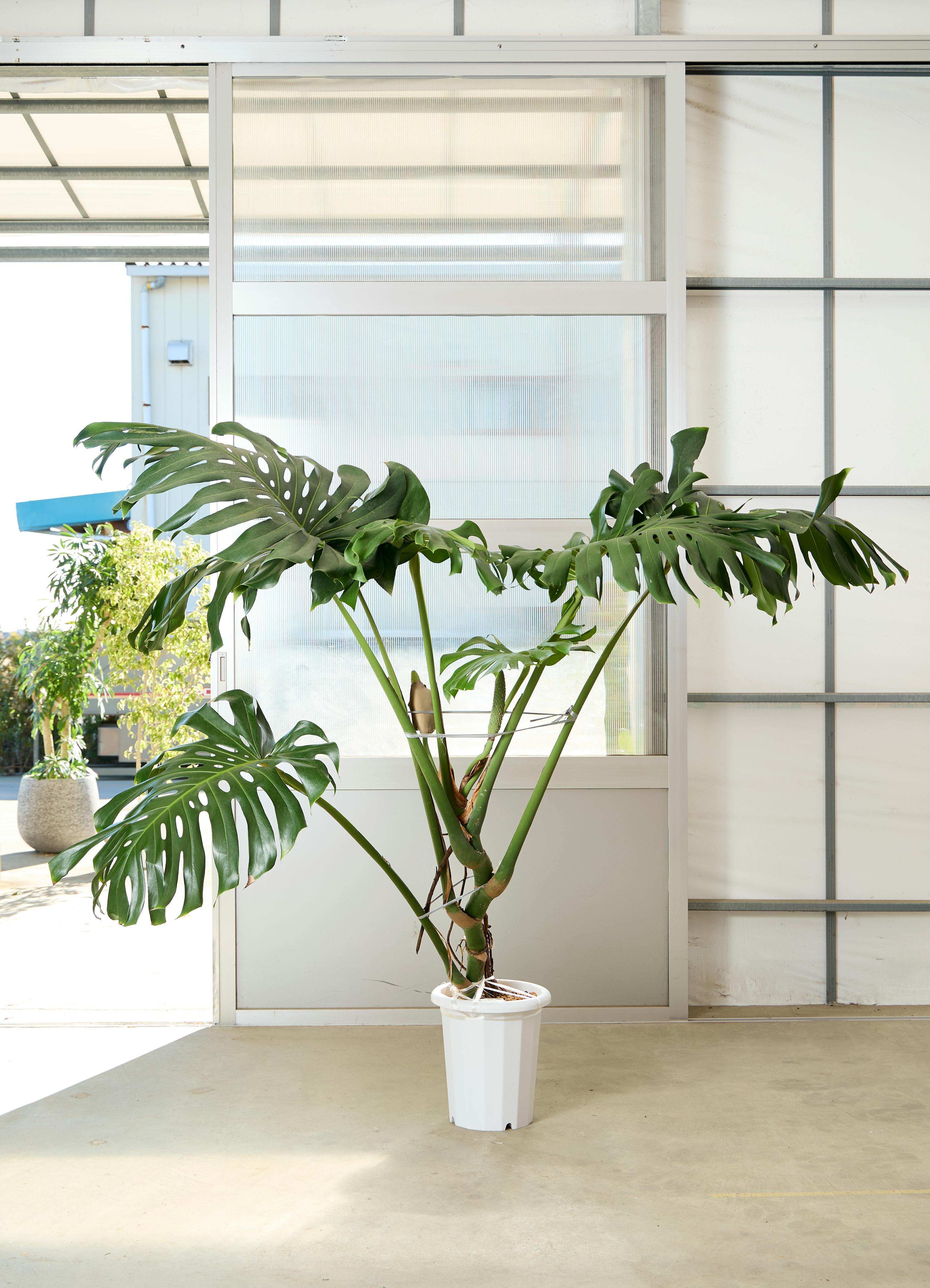 モンステラ 大型 | 観葉植物通販HitoHana(ひとはな)