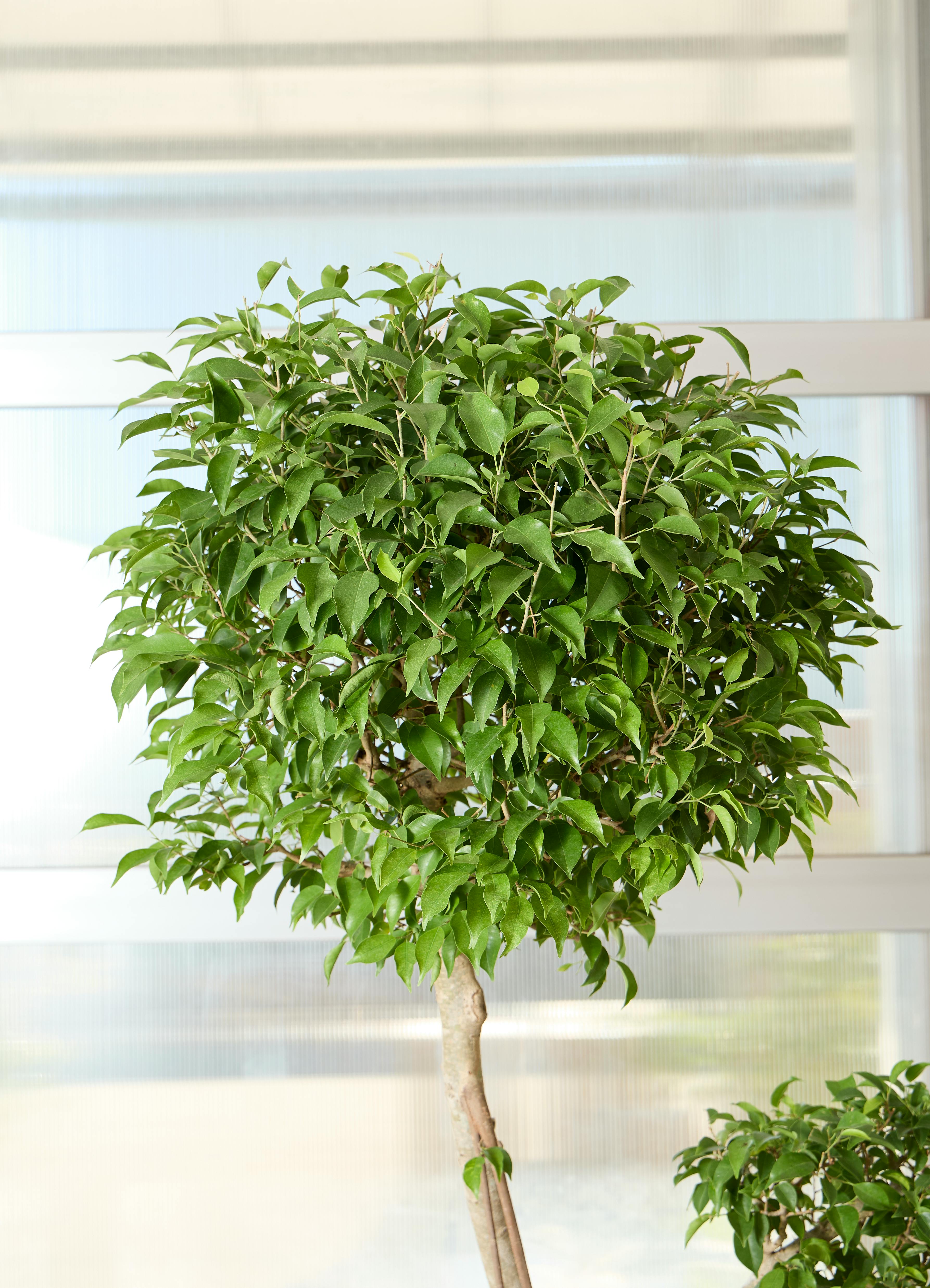 観葉植物 フィカス ベンジャミン【220cm】10号 玉造り プラスチック鉢